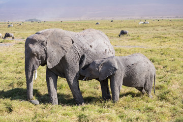 Elefantenmama mit Baby