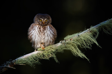 Little hunter eurasian pygmy-owl, glaucidium passerinum, showing its claws while looking from the...