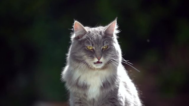 cute blue tabby maine coon cat looking at camera and licking over lips after eating creamy treats