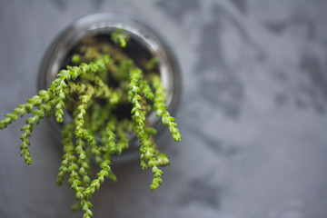 Green succulents plant on grey concrete background with copyspace. Home interior concept. Top view.