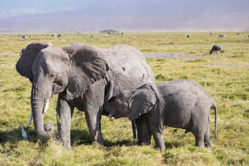 Obraz premium Elefant