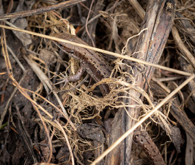 Brown lizard in the dry grass. Find the lizard in the photo. Selective focus
