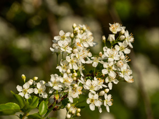 Mcro of lovely small white tree spring flowers. Selective focus.