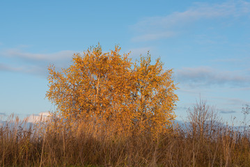 A birch tree with autumn leaves on a meadow at sunset