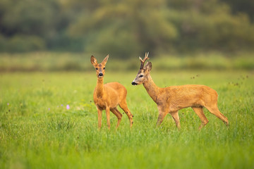 Naklejka na ściany i meble Love between roe deer, capreolus capreolus, male and female in rutting season. Two wild mammals on a green nature with grass looking and walking. Animal wildlife in summer wilderness.