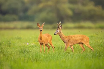 Fotobehang Love between roe deer, capreolus capreolus, male and female in rutting season. Two wild mammals on a green nature with grass looking and walking. Animal wildlife in summer wilderness. © WildMedia
