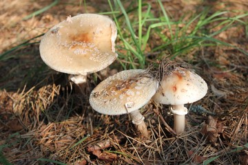 Mushrooms in the forest 
