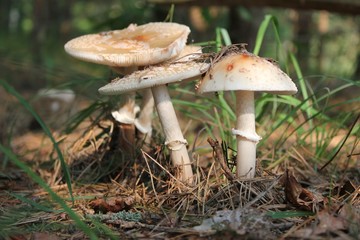 Mushrooms in the forest 