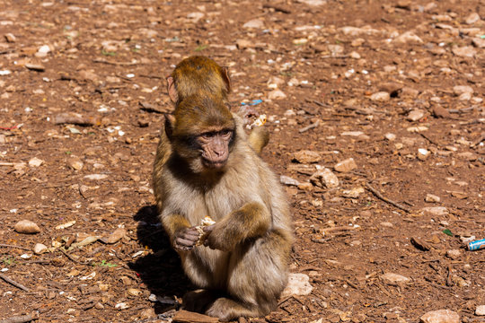 Barbary macaque magot (Barbary ape) monkeys in Cedar forest near Azrou town in Morocco