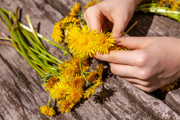 Girl's hands make a wreath of dandelion flowers on nature on a spring day.