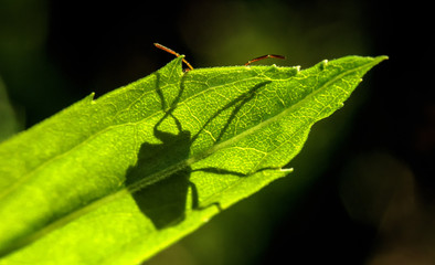 A beetle has hidden behind a green leaf in the garden, only its whiskers sticking out