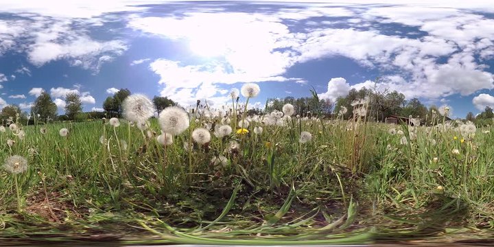 360VR, Wiese mit Pusteblumen, VR360