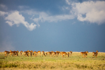 Naklejka premium Migration