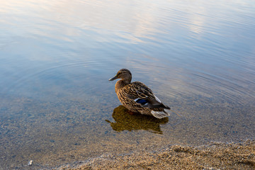 Portrait of a single light brown duck sitting in cristal clear water at the bank of a lake