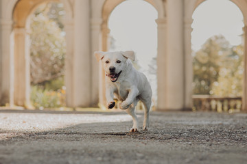 Labrador Retriever in the city. Well behaving dog in the city. Obedient Retriever.
