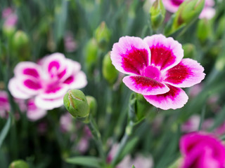 Dianthus blooming in the spring, decorative plant