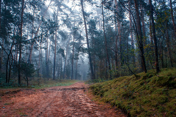 Pine forest in the morning in the fog.