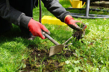 weed pulling - gardening in the spring