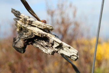Weathered piece of wood dangling from a sheep fence.