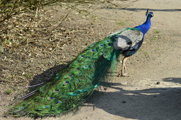 Peacock's colorful tail