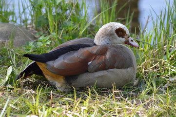White-head duck