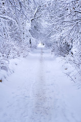 A path in the winter forest after heavy snowfall. All the trees are covered with snow. Fabulous forest.