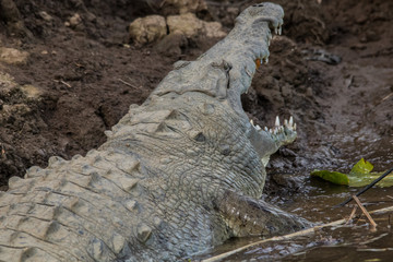 crocodile in the river