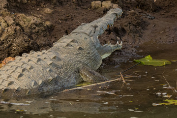 alligator in the everglades