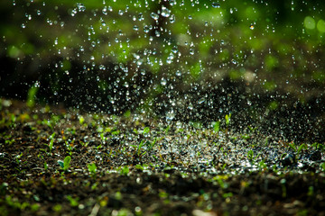 Watering garden background. Rain drops falling on spring wet flowerbed soil. Sprinkled water mist Water saving ecology concept