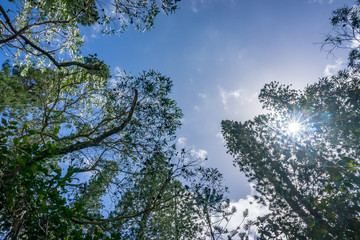 Looking up araucaria forest. Isle of pines typical trees.  sky is blue with ray lights and white clouds