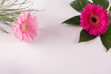 two pink and red gerbera flowers on a table