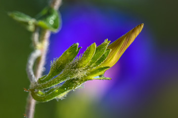 Allfotokz Bindweed 20190831 7800 D810 S