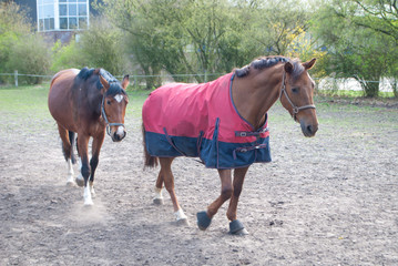 Fototapeta premium Two horses walking across the field, one of them in a red cloak