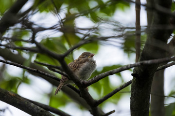 lonely sparrow bird on a branch during rain season