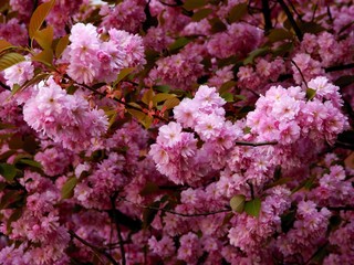 pink flowers of prunus serrulata ornamental tree at spring