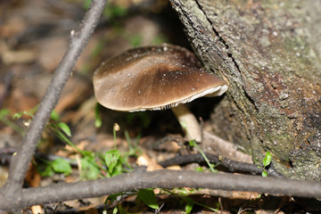  Mushrooms in the autumn forest © moniadk