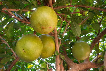 Close up of fresh unripe green calabash or miracle fruits 