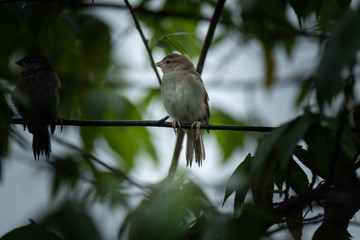 sparrow on a branch during rain season