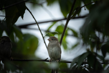 sparrow on a branch during rain season