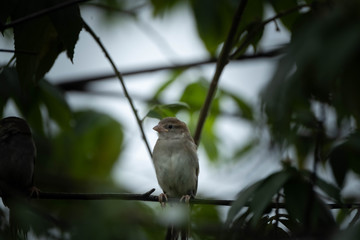 sparrow on a branch during rain season