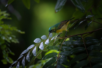 Closeup of humming bird with different colors like Tanzania  flag during rain season 