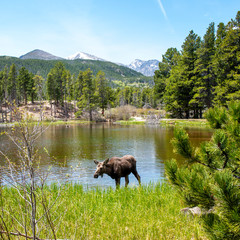 A moose drinking from a lake. In the Rocky Mountain National Park, with a pine forest and distant blue green mountains