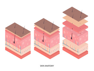 Human skin. Layered epidermis with hair follicle and sweat. Healthy skin anatomy medical vector illustration. Dermis and epidermis skin, hypodermis