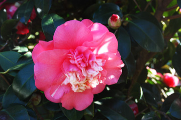 pink buds and a blossomed fuchsia blossom in the foreground in a flowering garden tree