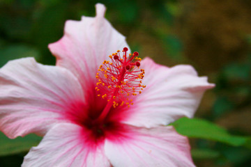 macrofotografia