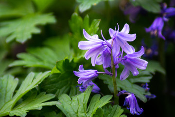 Macro Nature Shots Plants Flowers Purple Green