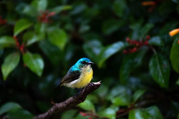 blue tit on branch