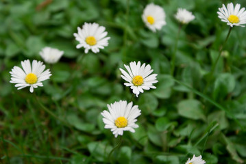 Daisy (Bellis) on the lawn among clovers.