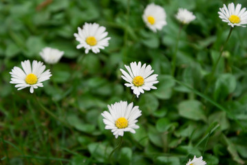Daisy (Bellis) on the lawn among clovers. © Andzia