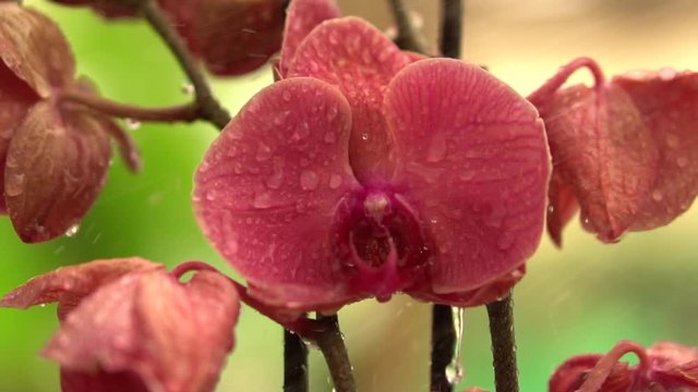 Water Drops on A Beautiful Pink Orchid Close Up